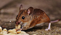 24 Hour & Emergency Exterminators in Kerrstown Sq, PA
